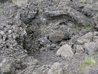 ova Gussonea-20110529 207